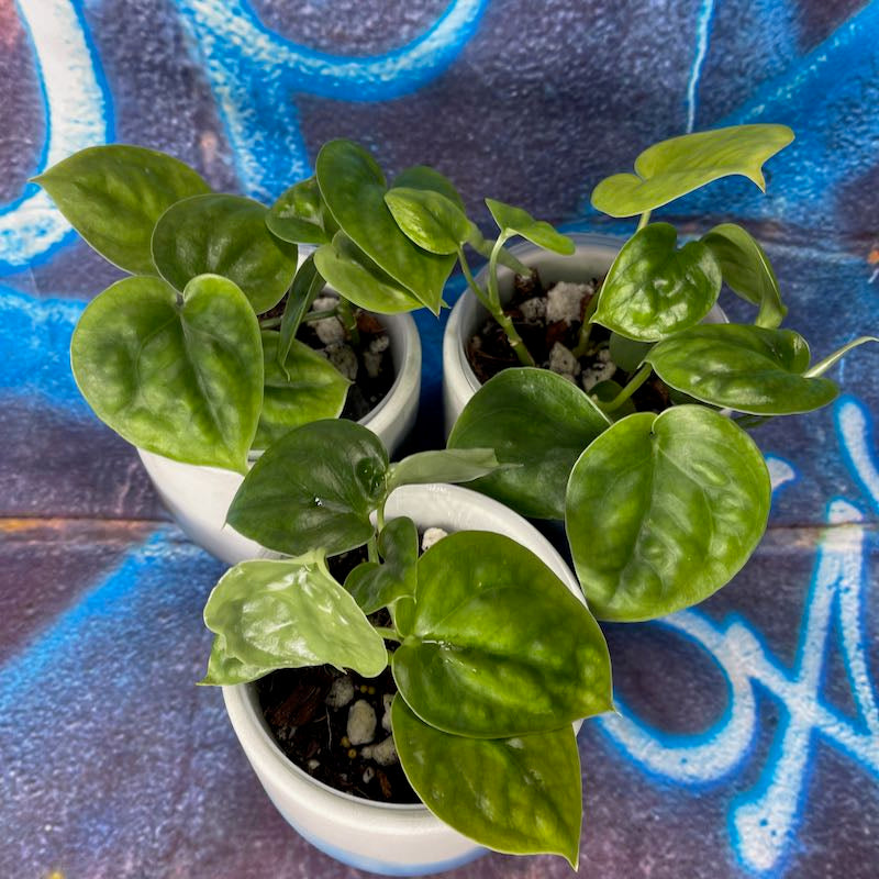 Scindapsus Lucens bullate leaves