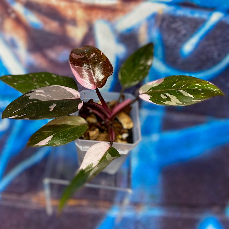 Philodendron Red Anderson