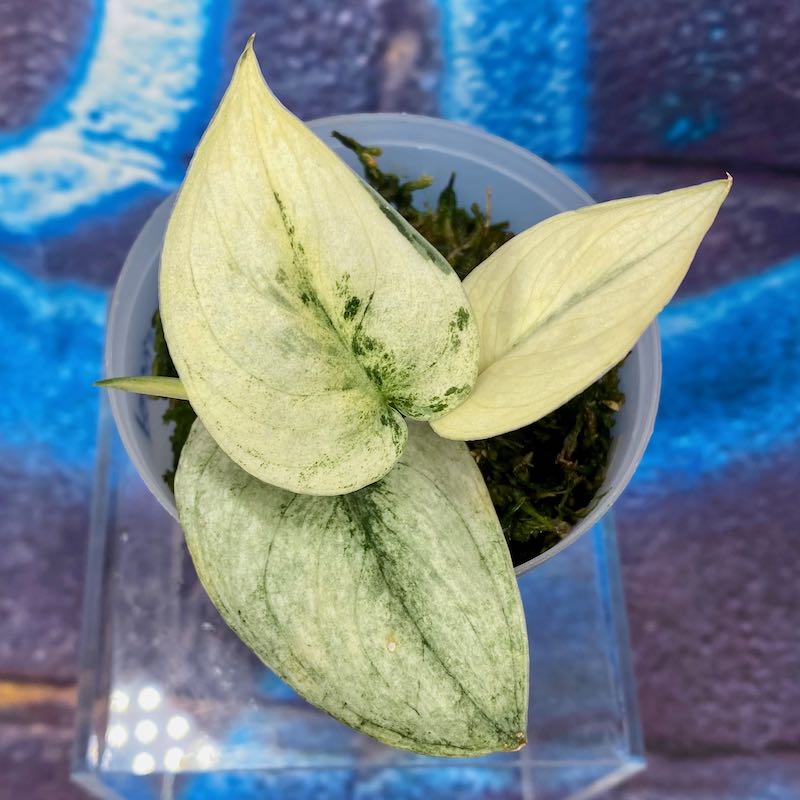 Scindapsus Mayari