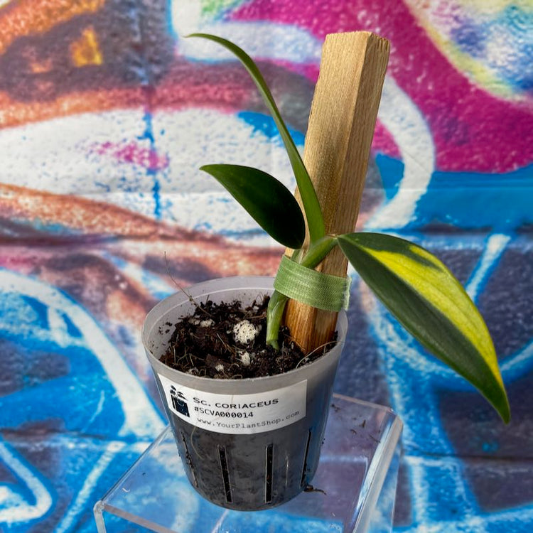 Scindapsus Coreiaceus Variegated