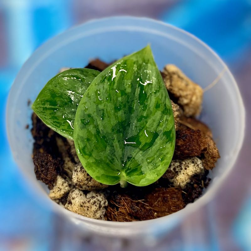Scindapsus 'Army' NOID