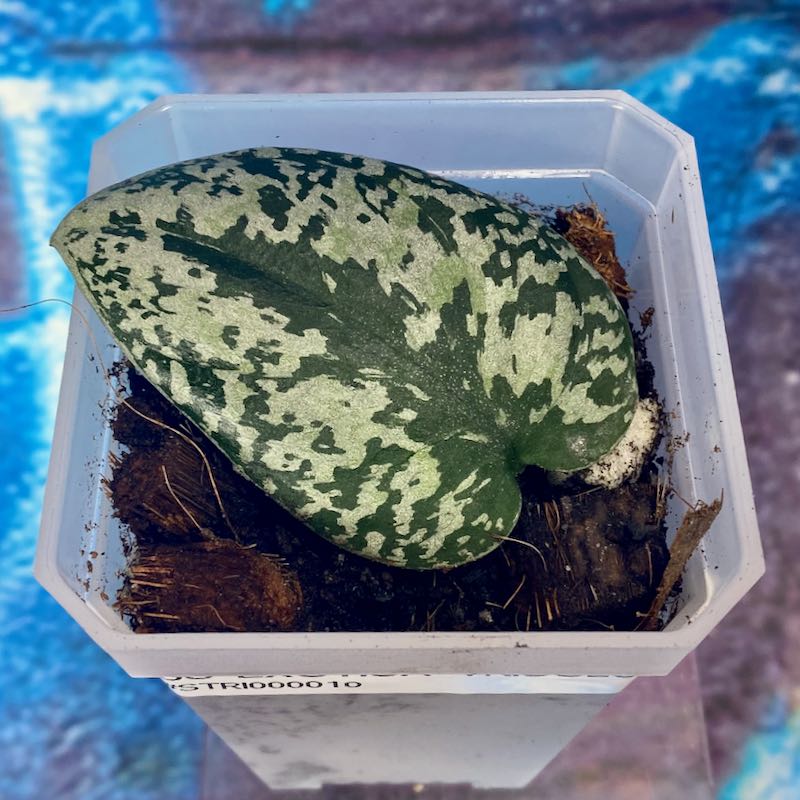 Scindapsus 'Exotica Tricolor' NOID