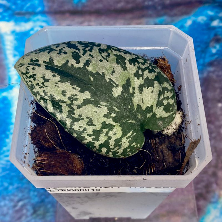 Scindapsus 'Exotica Tricolor' NOID