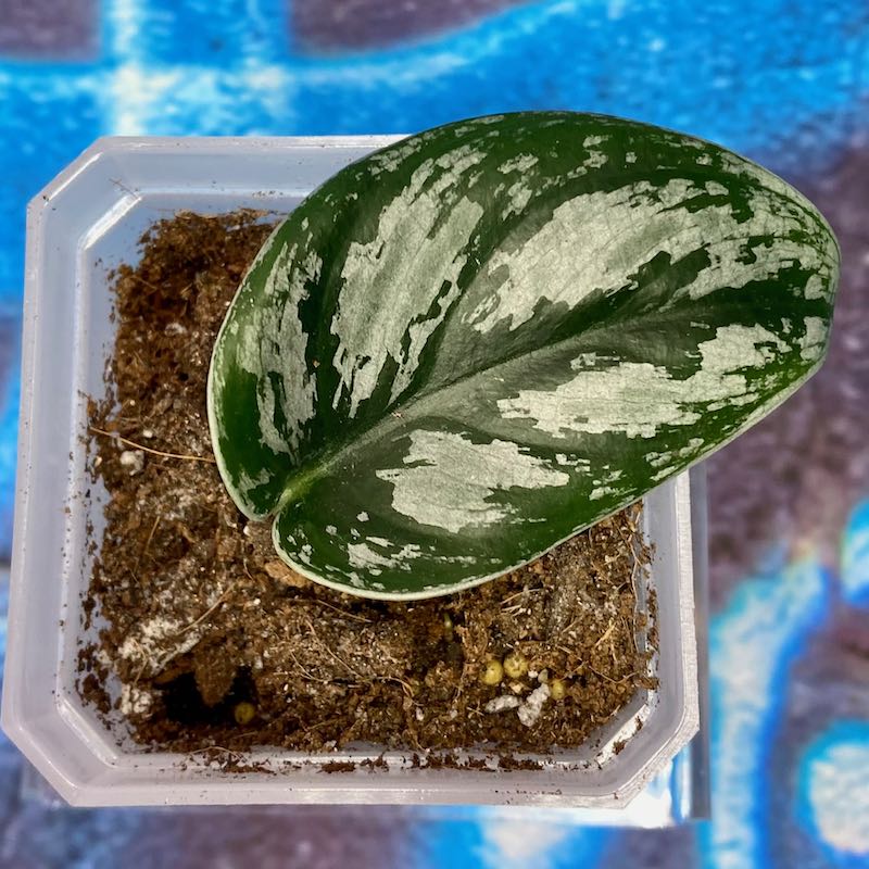 Scindapsus Dark Princess NOID 'Tricolor/Tattoo'