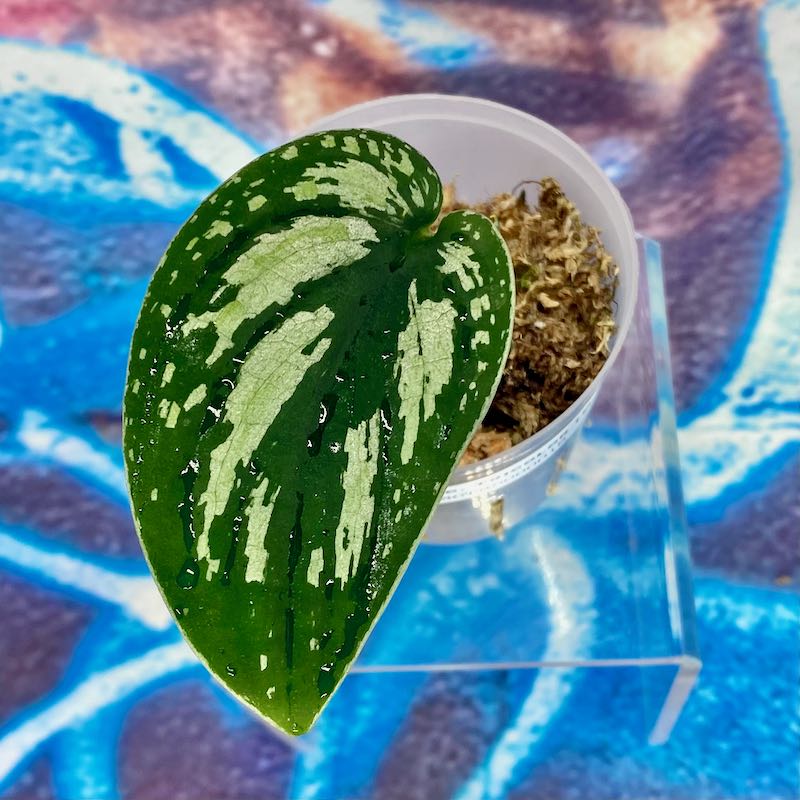 Scindapsus 'Tricolor' (OG version)