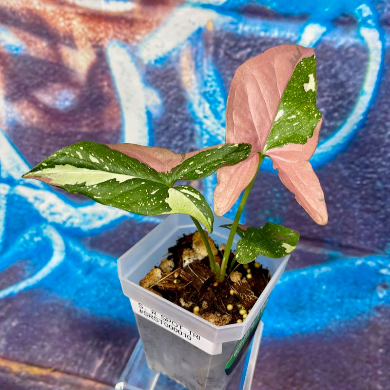 Syngoniums