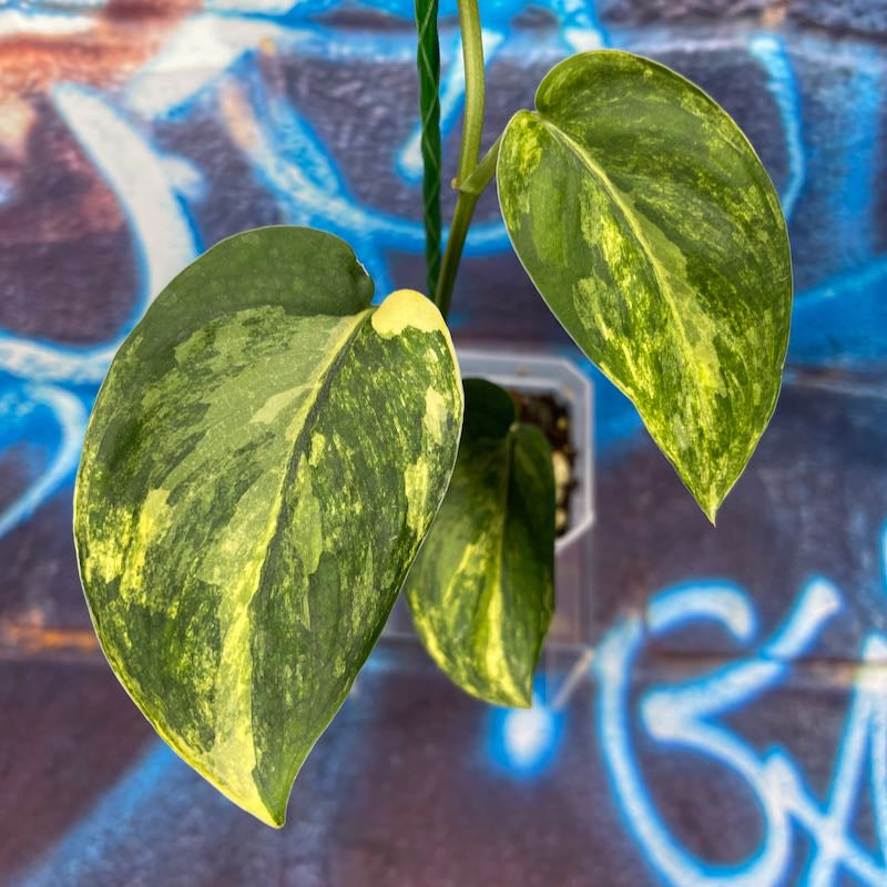 Scindapsus Jade Satine Aurea