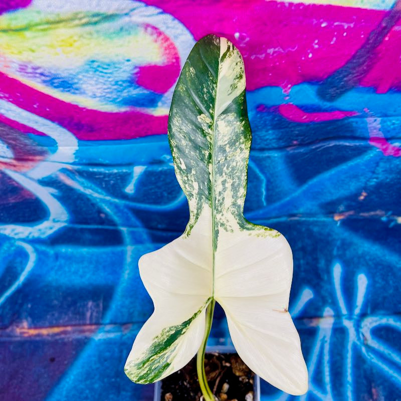 Philodendron bipennefolium variegated