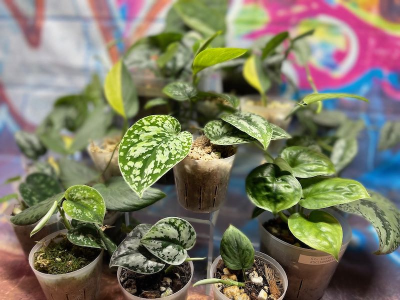 Recently Added Plants
