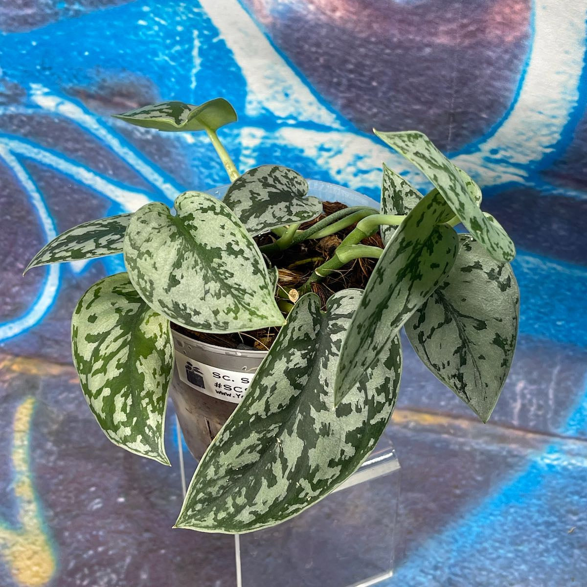 Scindapsus 'Silver Lady'