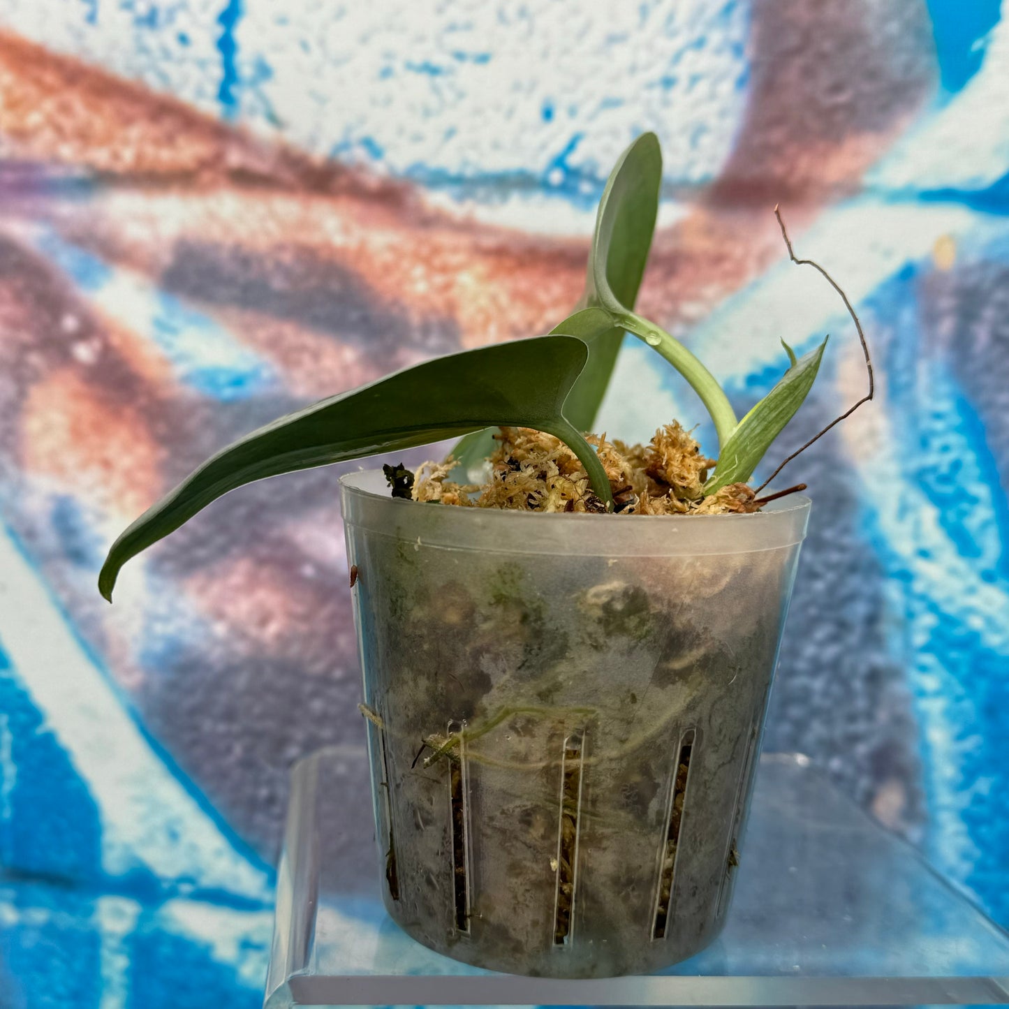 Scindapsus Silver Sierra - #SCSS000015
