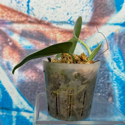 Scindapsus Silver Sierra - #SCSS000015
