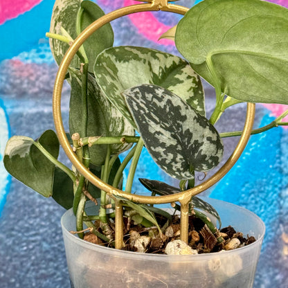 Scindapsus pictus 'Mayari' - SCMA000044