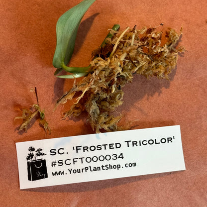 Scindapsus 'Frosted Tricolor' - #SCFT000034