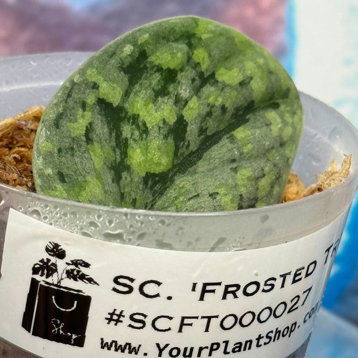 Scindapsus 'Frosted Tricolor' - #SCFT000027