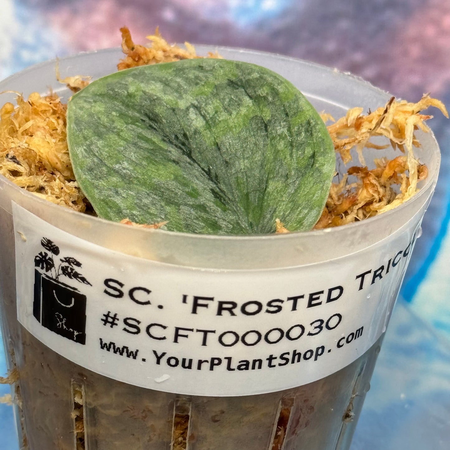 Scindapsus 'Frosted Tricolor' - #SCFT000030