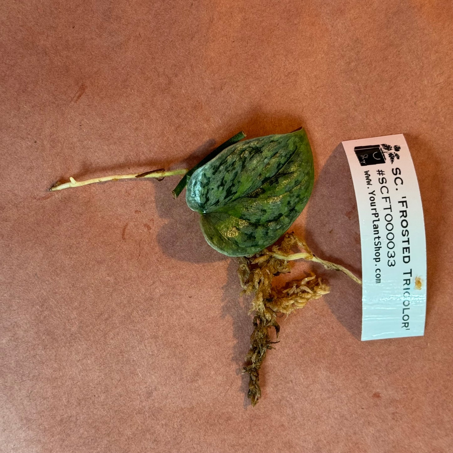 Scindapsus 'Frosted Tricolor' - #SCFT000033