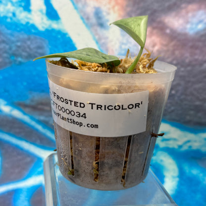 Scindapsus 'Frosted Tricolor' - #SCFT000034