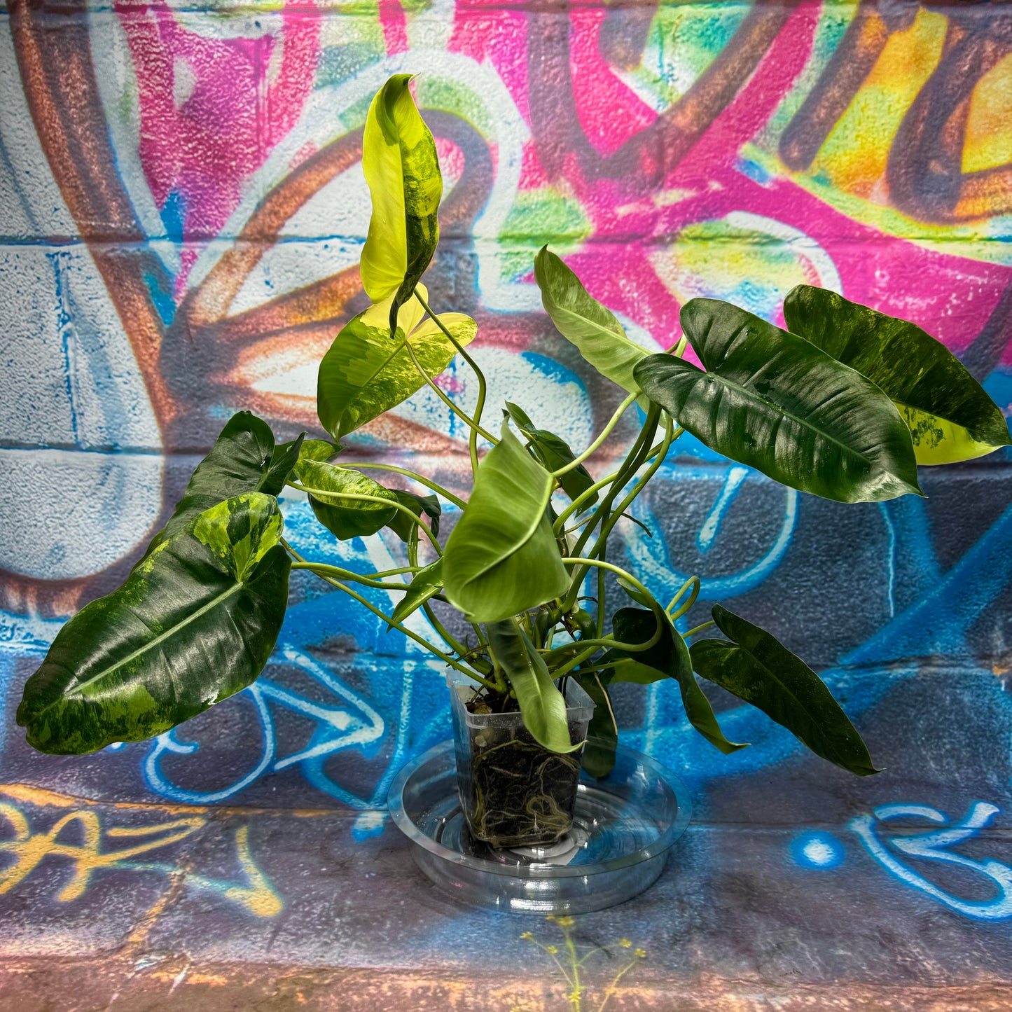Philodendron 'Burle Marx' Variegated - #PBMV00012