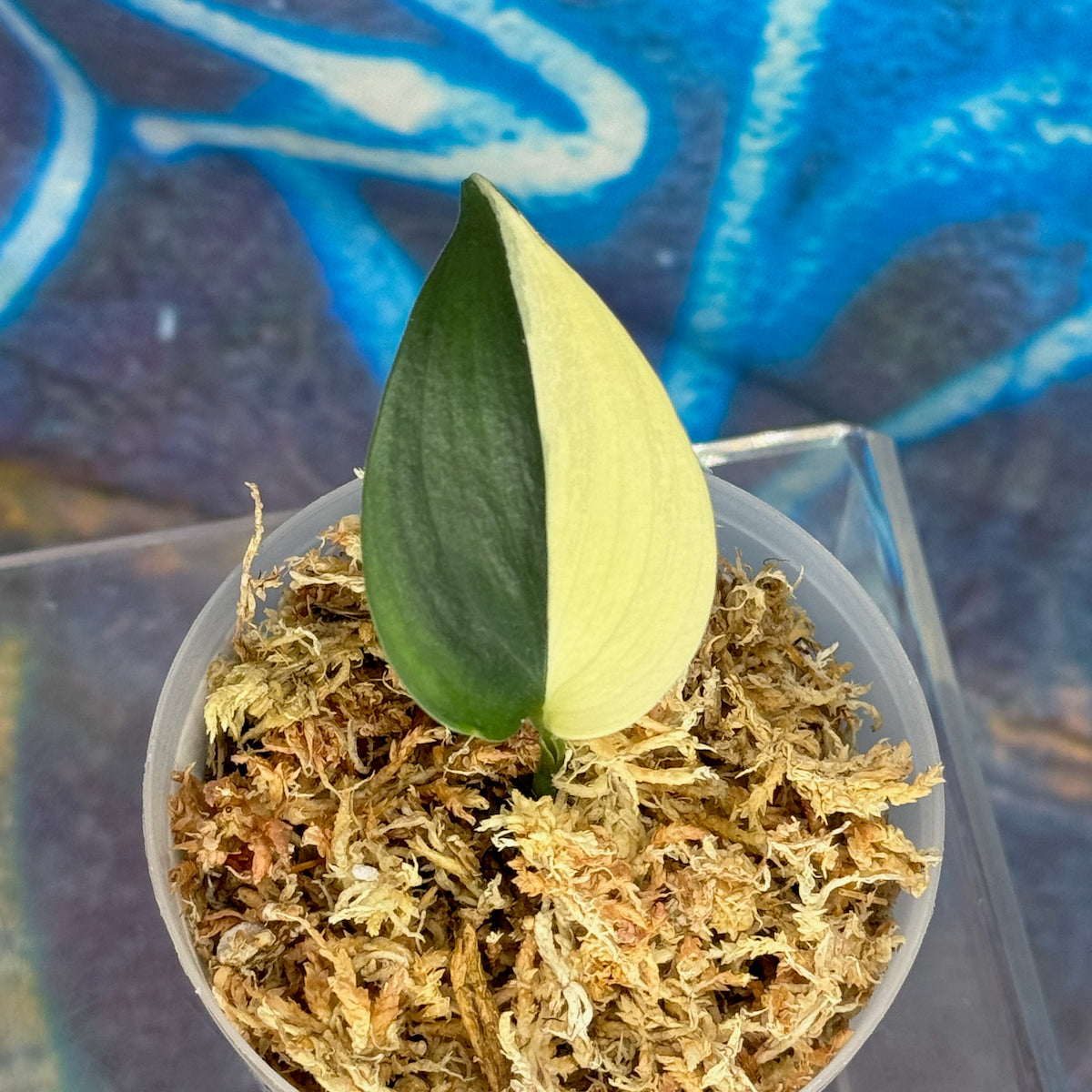 Scindapsus 'Blue Albo' - SCBA000025