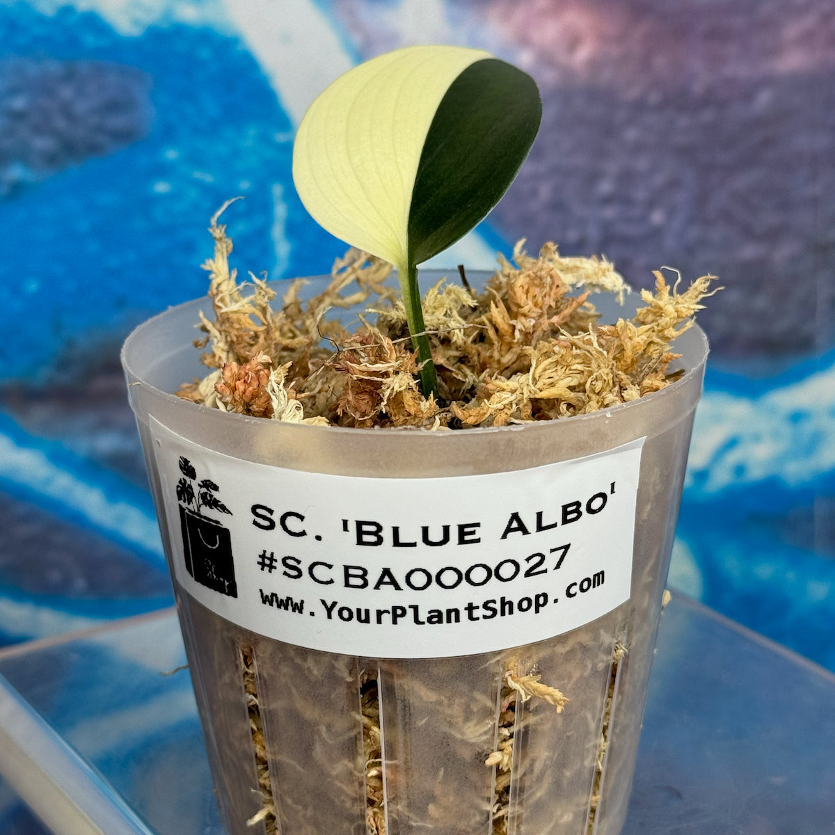 Scindapsus 'Blue Albo' - SCBA000027