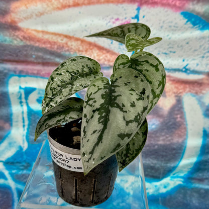 Scindapsus Silver Lady - #SCSL000067