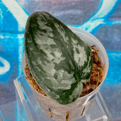 Scindapsus 'Silver Swan' - #SCSW000016