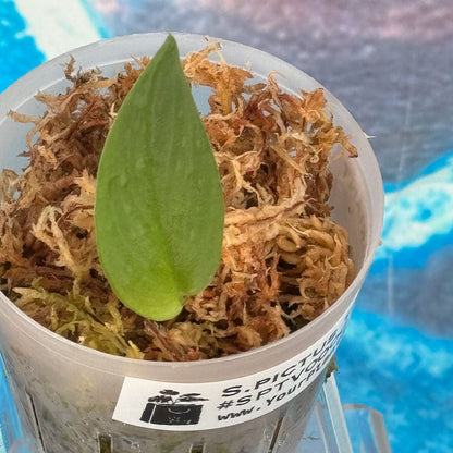 Scindapsus pictus Tricolor Variant - #SPTV000015