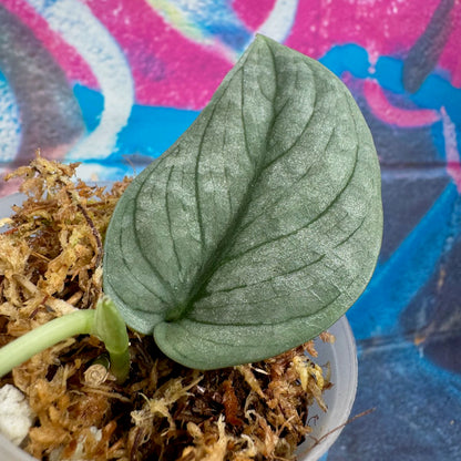 Scindapsus pictus  'Green Veins' - #SCGV000061