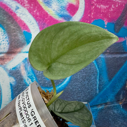 Scindapsus pictus  'Green Veins' - #SCGV000061