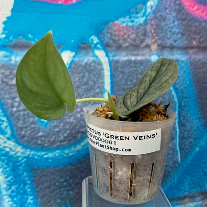 Scindapsus pictus  'Green Veins' - #SCGV000061