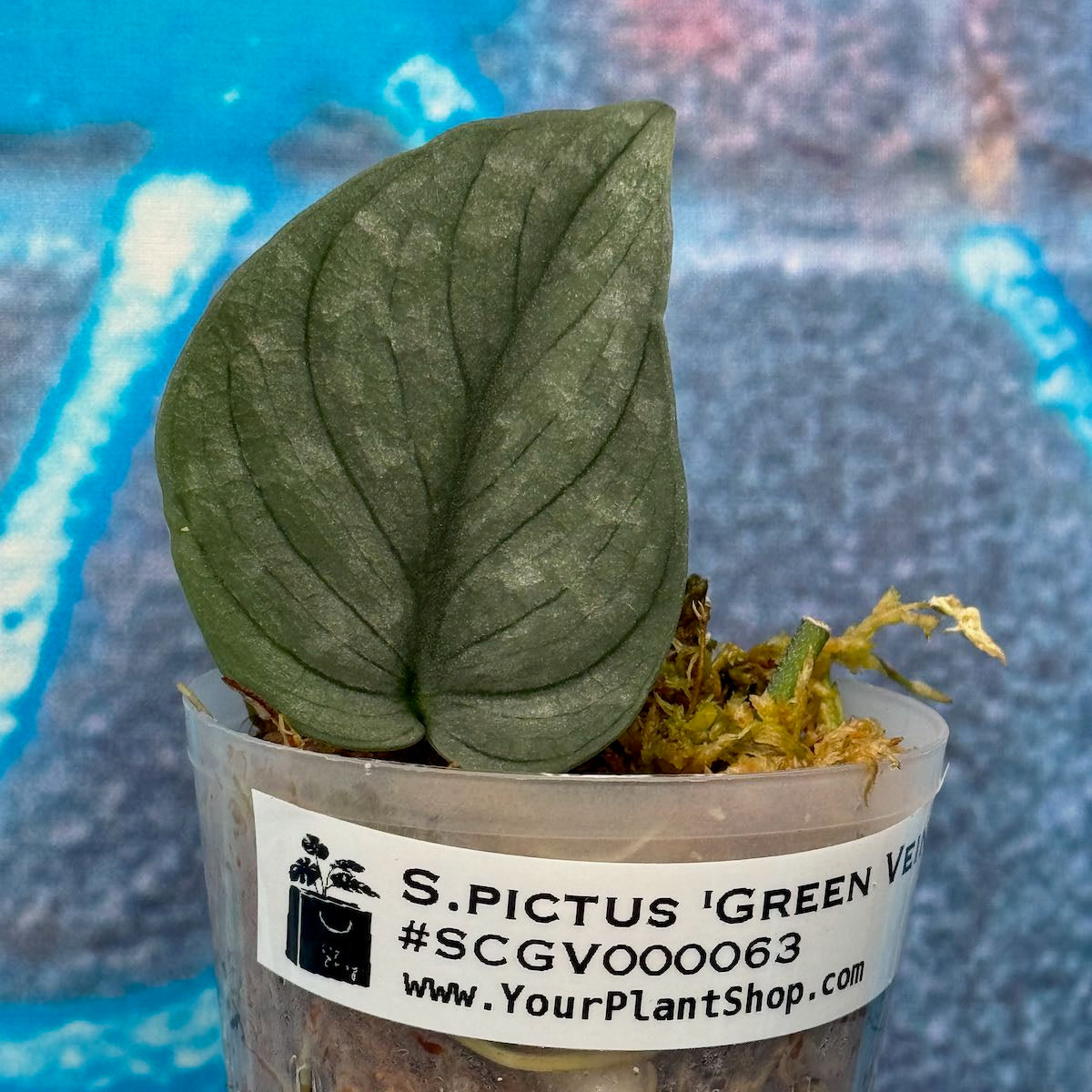 Scindapsus pictus  'Green Veins' - #SCGV000063