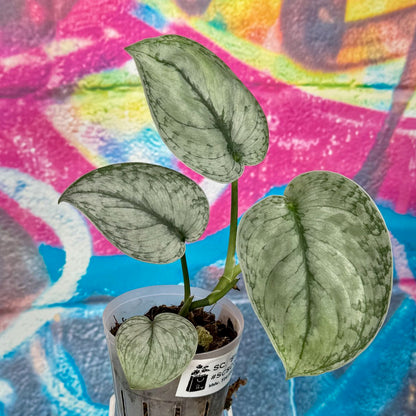 Scindapsus 'Silver Cloud' - #SCSC000025