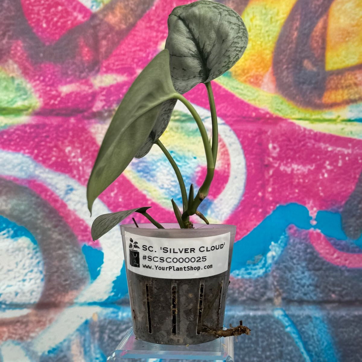 Scindapsus 'Silver Cloud' - #SCSC000025