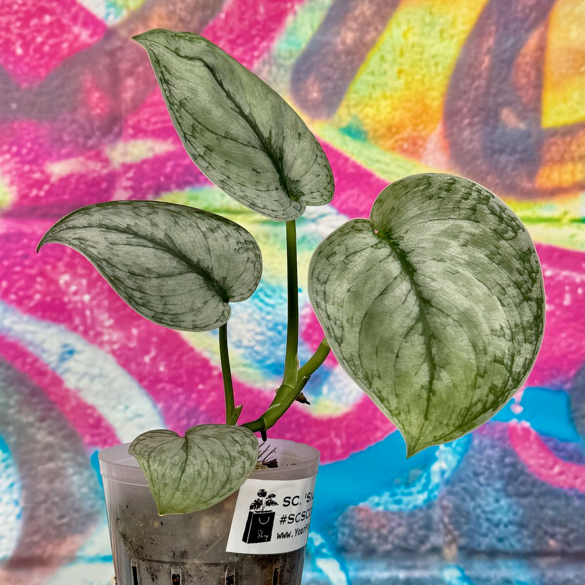 Scindapsus 'Silver Cloud' - #SCSC000025