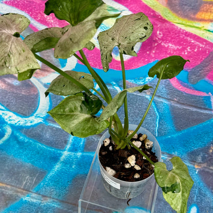 Syngonium Green Splash - #SYGS000011