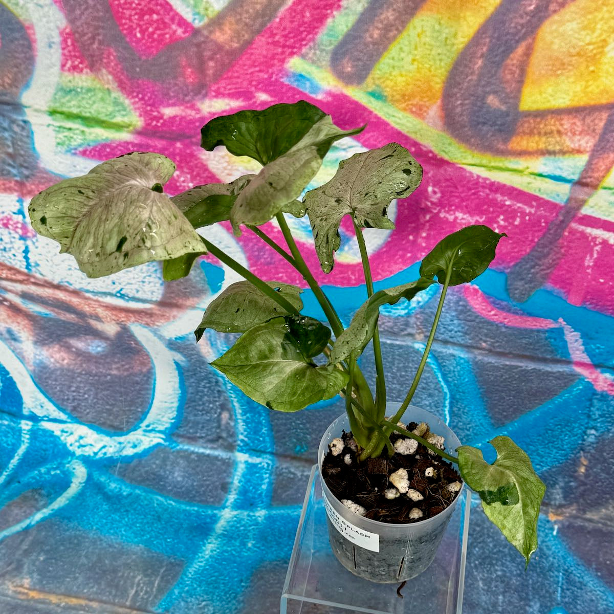 Syngonium Green Splash - #SYGS000011