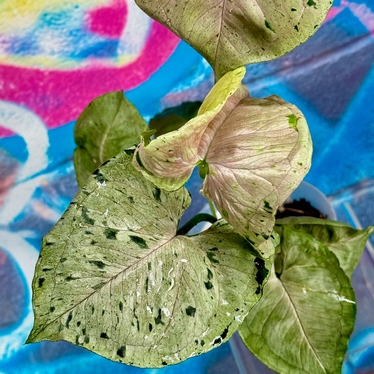 Syngonium Green Splash - #SYGS000012