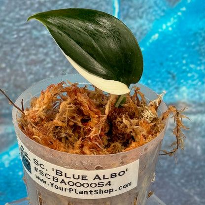 Scindapsus 'Blue Albo' - SCBA000054