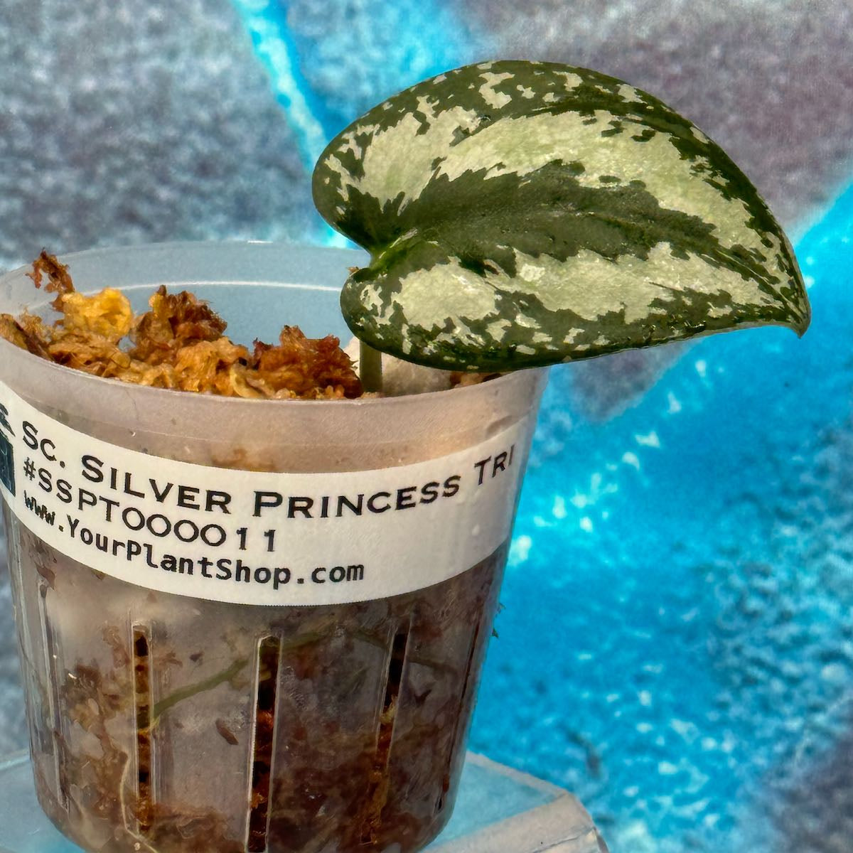 Scindapsus Silver Princess Tricolor - #SSPT000011