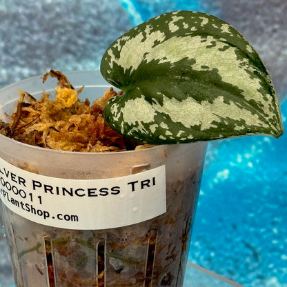 Scindapsus Silver Princess Tricolor - #SSPT000011