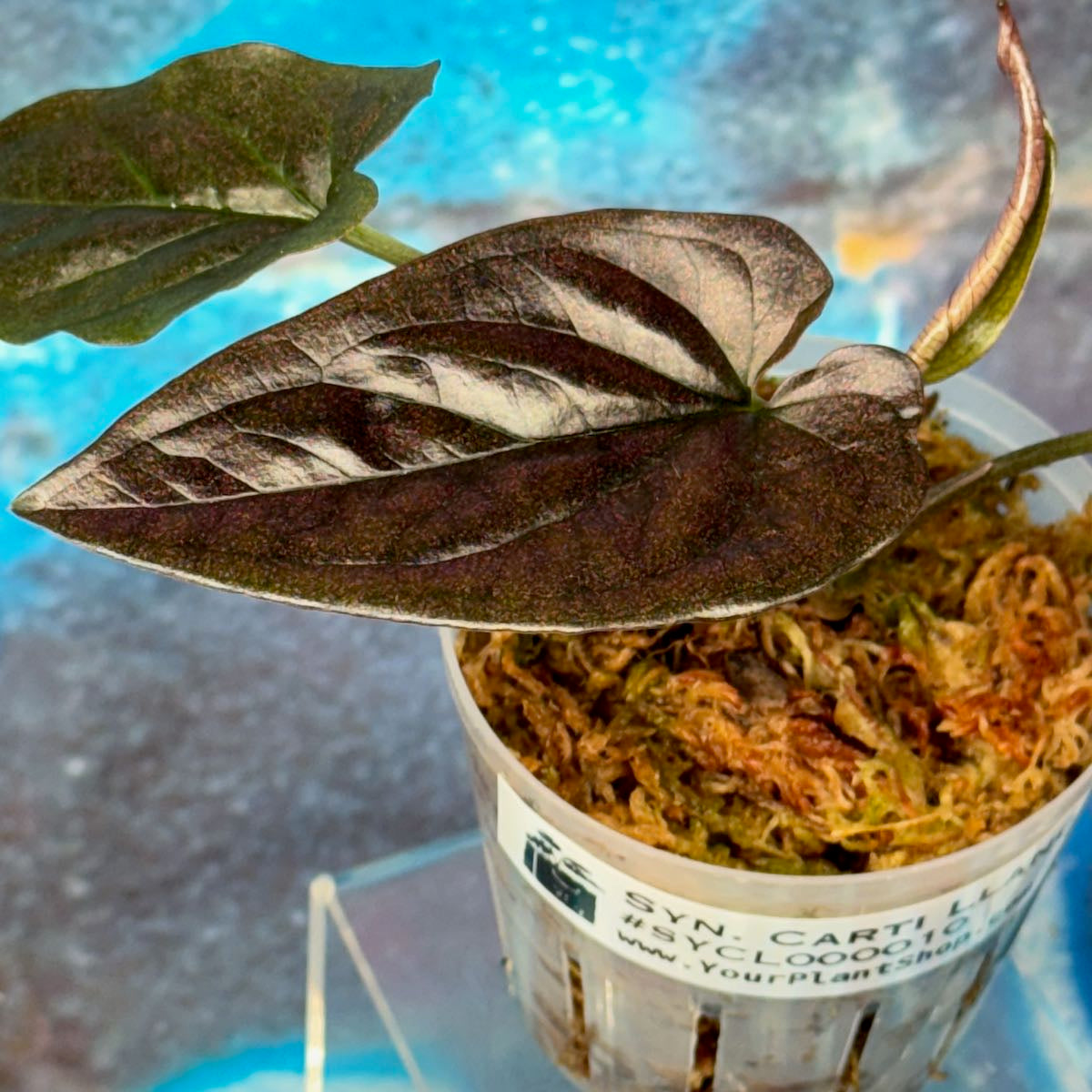 Syngonium podophyllum 'Carti Llano Rd' Wild Form - #SYCL000010