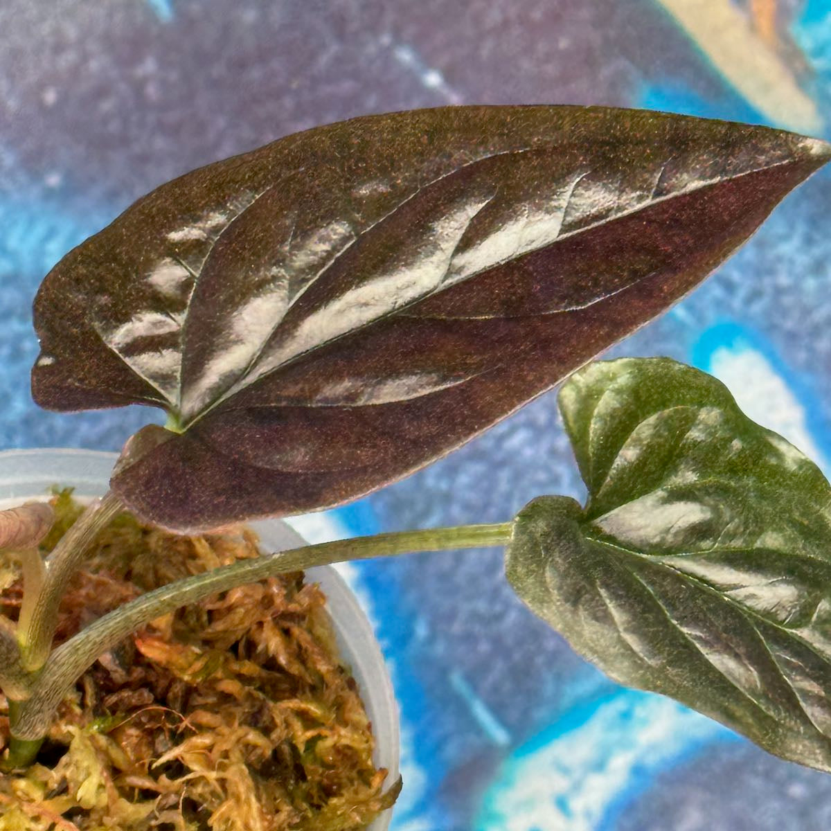 Syngonium podophyllum 'Carti Llano Rd' Wild Form - #SYCL000010