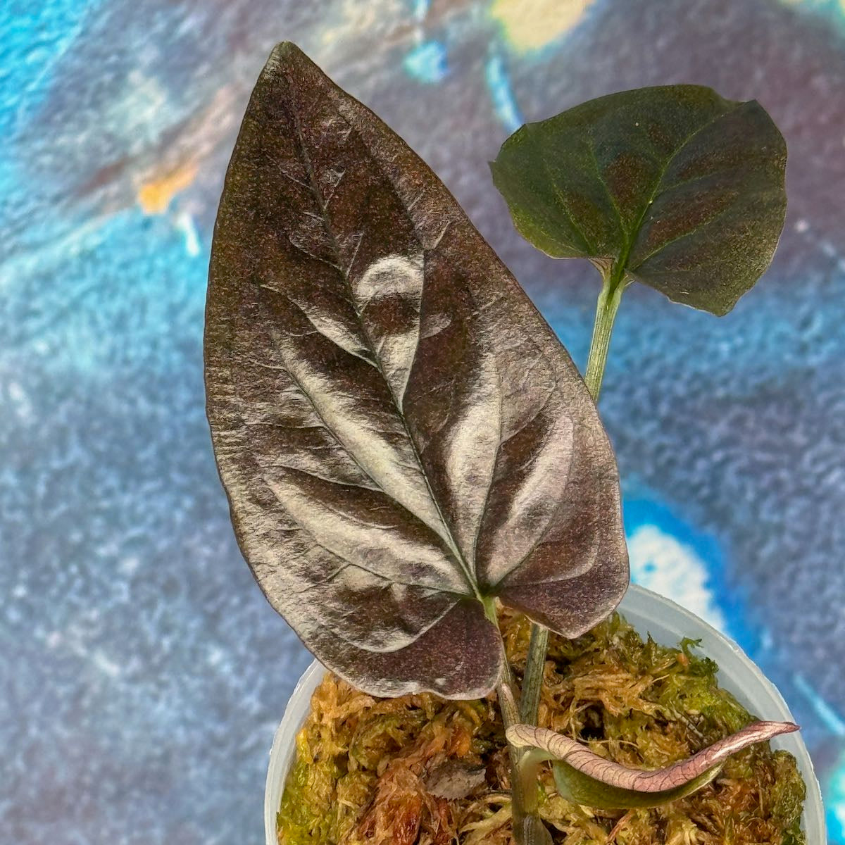 Syngonium podophyllum 'Carti Llano Rd' Wild Form - #SYCL000010