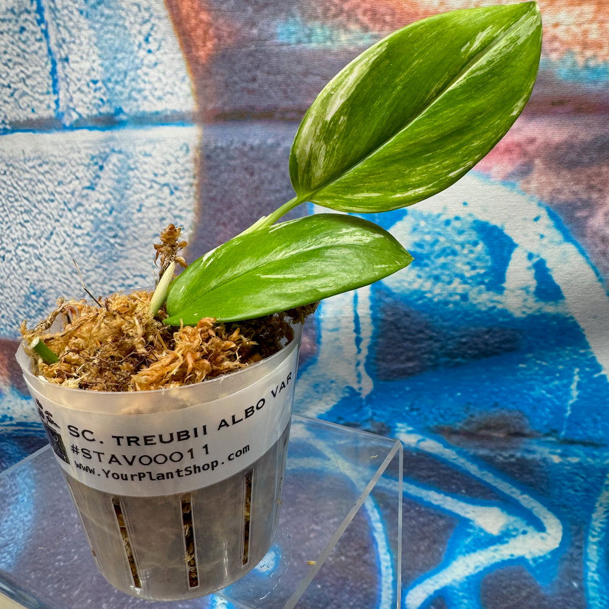 Scindapsus treubii Albo Variegated - STAV000011