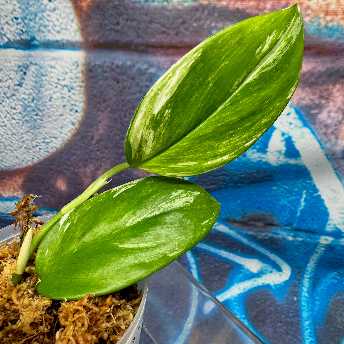 Scindapsus treubii Albo Variegated - STAV000011