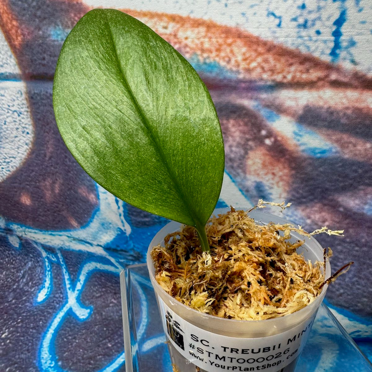 Scindapsus treubii Mint -STMT000026