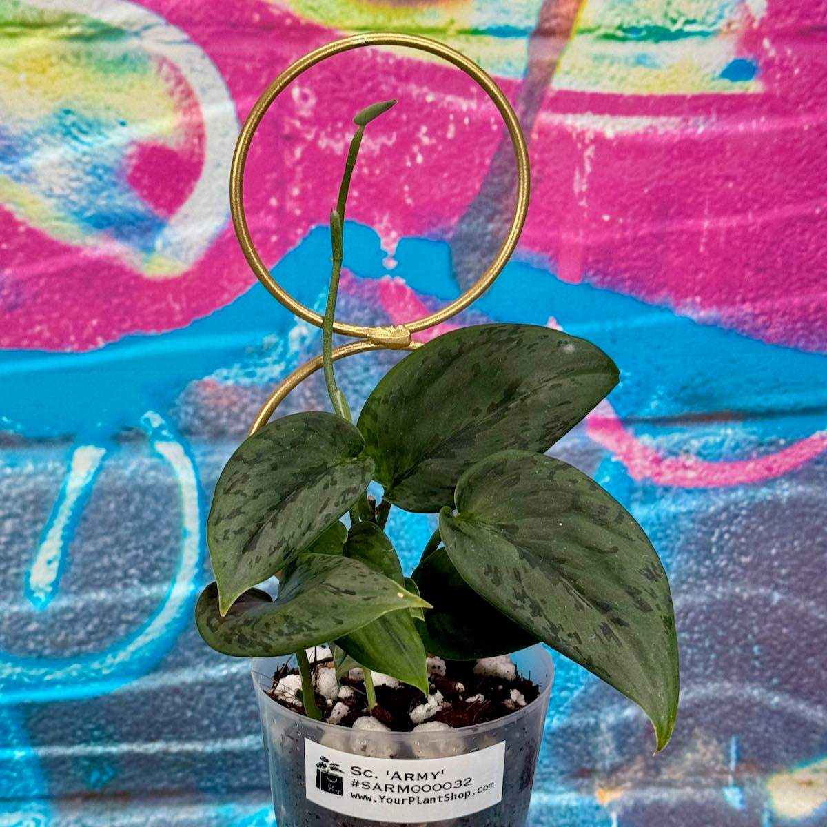 Scindapsus 'Army' - SARM000032