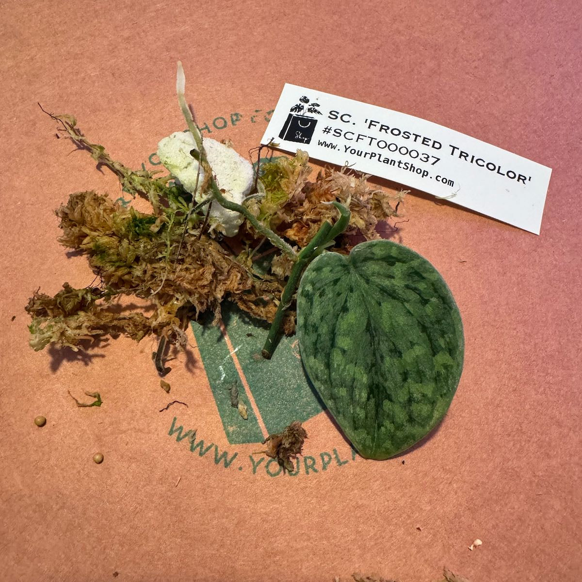 Scindapsus 'Frosted Tricolor' - #SCFT000037