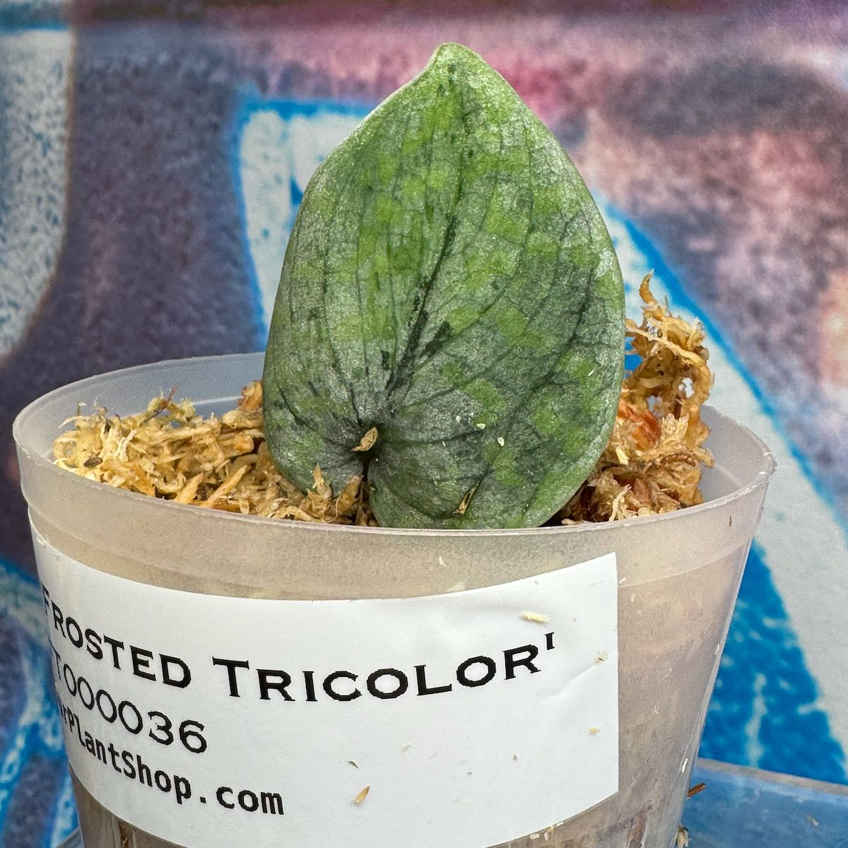 Scindapsus 'Frosted Tricolor' - #SCFT000036